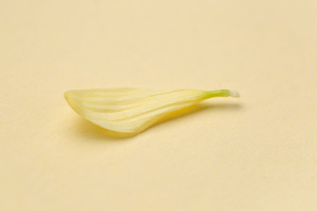 Yellow chrysanthemum flower petal on color backgroundの写真素材