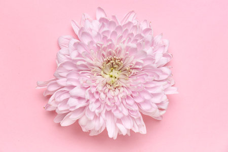 Beautiful chrysanthemum flower on pink backgroundの写真素材