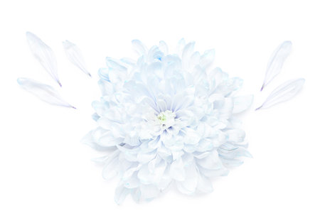 Beautiful chrysanthemum flower and petals on white backgroundの写真素材
