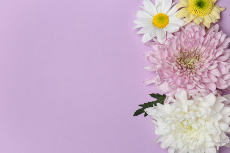 Beautiful chrysanthemum flowers on lilac backgroundの写真素材