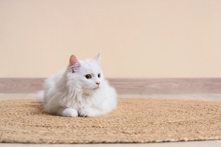 Cute white cat lying on carpet near beige wallの写真素材