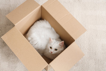 Cute white cat lying in cardboard box at home, top viewの写真素材