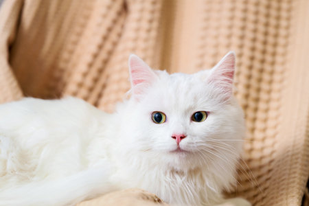 Cute white cat with plaid lying on sofa at home, closeupの写真素材