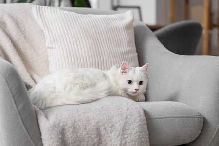 Cute white cat with plaid lying in armchair at homeの写真素材