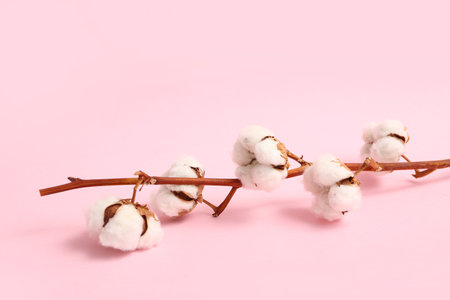 Beautiful cotton branch on pink backgroundの写真素材
