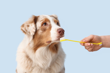 Cute Australian Shepherd dog and female hand with toothbrush on blue background, closeup. Pet Dental Health Monthの写真素材
