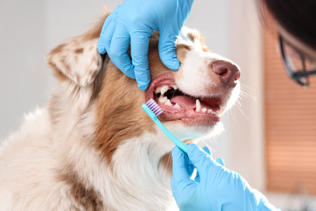 Female veterinarian brushing teeth of Australian Shepherd dog in clinic, closeup. Pet Dental Health Monthの写真素材