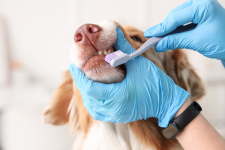 Female veterinarian brushing teeth of Australian Shepherd dog in clinic, closeup. Pet Dental Health Monthの写真素材