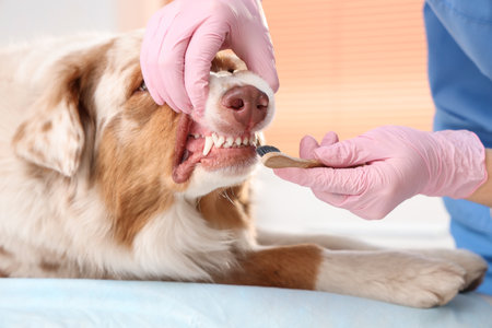 Veterinarian brushing teeth of cute Australian Shepherd dog in clinic, closeup. Pet Dental Health Monthの写真素材