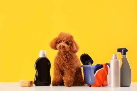 Cute Toy Poodle with cleaning supplies on table against yellow backgroundの写真素材