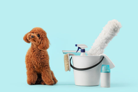 Cute Toy Poodle with bucket of cleaning supplies on blue backgroundの写真素材