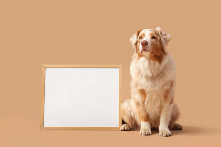 Cute Australian Shepherd dog with blank frame against beige backgroundの写真素材