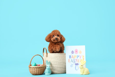 Cute Toy Poodle dog with wicker basket of Easter eggs, greeting card and toy rabbits on blue backgroundの写真素材