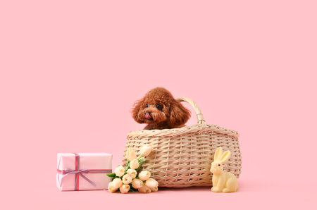 Cute Toy Poodle dog sitting in wicker basket with gift box, toy rabbit and beautiful tulip flowers on pink background. Easter celebrationの写真素材