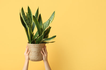Female hands with sansevieria plant in wicker pot on orange backgroundの写真素材