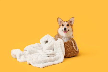 Cute Corgi dog with white plaid in basket on yellow backgroundの写真素材