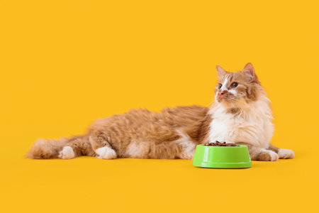Cute cat lying near feeding bowl with food on yellow backgroundの写真素材