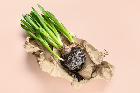Parchment paper with hyacinth plants on beige backgroundの写真素材