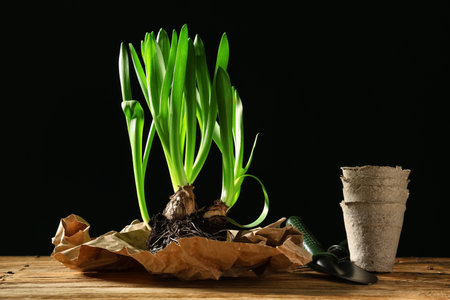 Parchment paper with hyacinth plants, gardening tools and peat pots on wooden table against black backgroundの写真素材