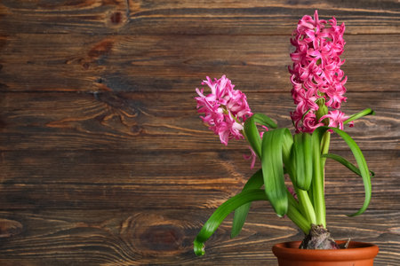 Beautiful pink hyacinth flowers in pot on wooden backgroundの写真素材