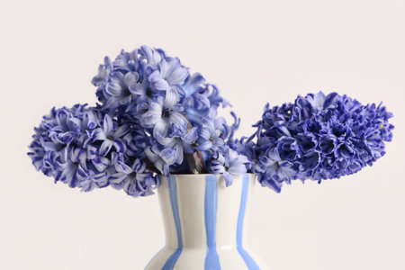 Vase with bouquet of beautiful purple hyacinth flowers on white backgroundの写真素材