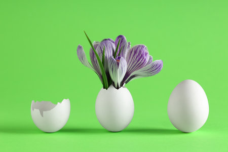 Easter eggs with crocus flowers on green backgroundの写真素材