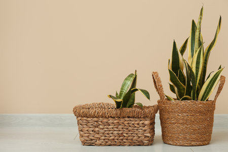 Beautiful plants in wicker pots on floor near beige wallの写真素材