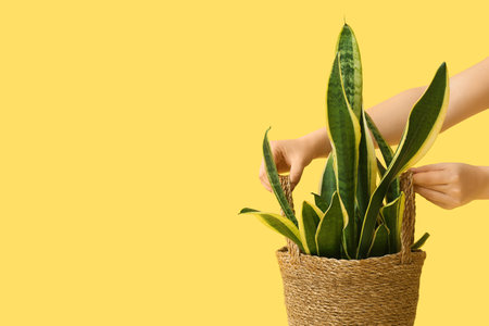 Female hands with sansevieria plant in wicker pot on yellow background, closeupの写真素材