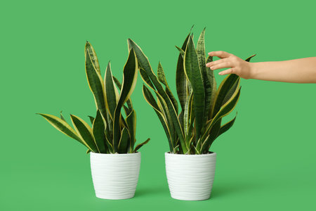 Female hand with beautiful sansevieria plants on green backgroundの写真素材