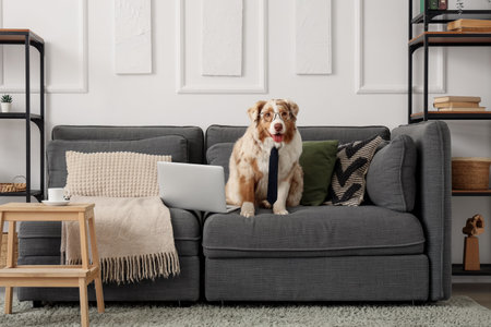 Cute Australian Shepherd dog with necktie and laptop on sofa in living roomの写真素材