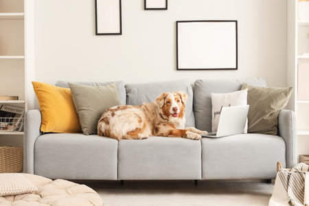 Cute Australian Shepherd dog with laptop lying on gray sofa in living roomの写真素材