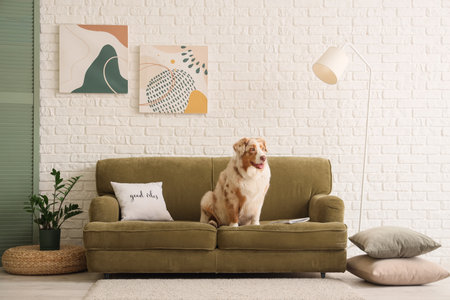 Cute Australian Shepherd dog with magazine on green sofa in living roomの写真素材