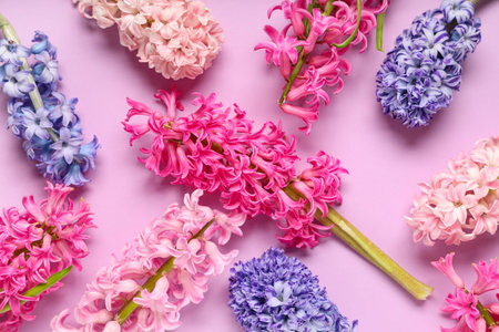Many beautiful hyacinth flowers on purple backgroundの写真素材