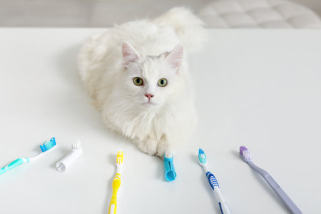 Cute white cat with different toothbrushes on table.の写真素材