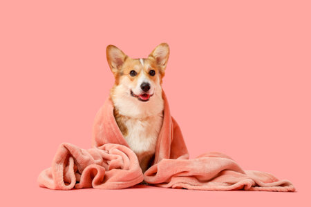 Cute Corgi dog with plaid on pink backgroundの写真素材