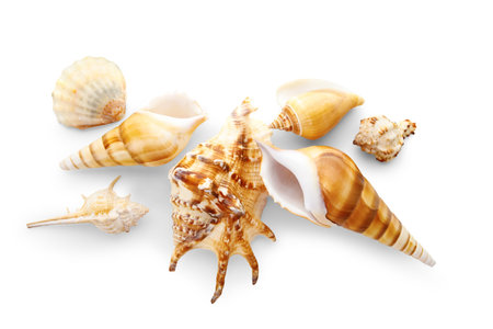 Different sea shells on white background