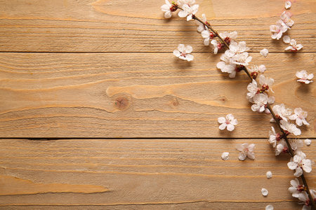 Beautiful blooming branch and flowers on wooden backgroundの写真素材