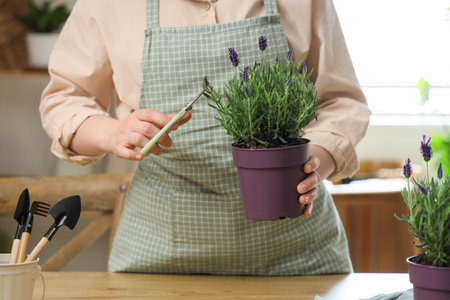 Female gardener with secateurs cutting lavender flowers at home, closeupの写真素材