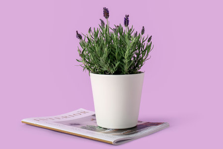Pot with lavender and magazine on lilac backgroundの写真素材