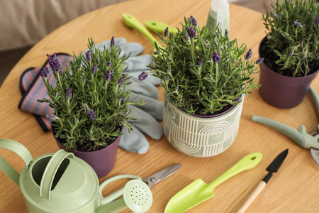 Lavender flowers with gardening tools on table in room, closeupの写真素材