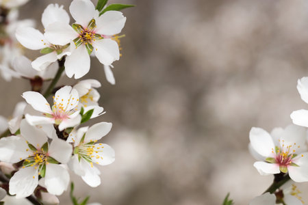 Blossoming tree branches on spring day, closeupの写真素材