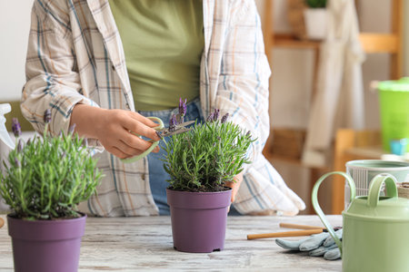 Young woman with secateurs cutting lavender flowers on table at home, closeupの写真素材