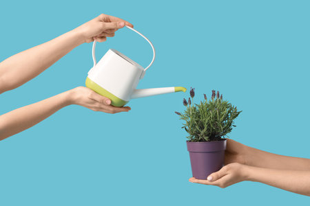 Female hands holding pot with lavender flowers and watering can on blue backgroundの写真素材