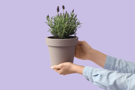 Female hands holding pot with lavender flowers on lilac backgroundの写真素材