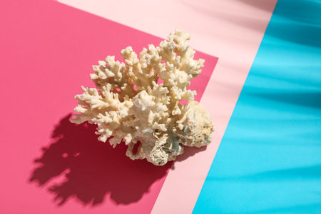 Beautiful coral and palm leaf shadow on color backgroundの写真素材