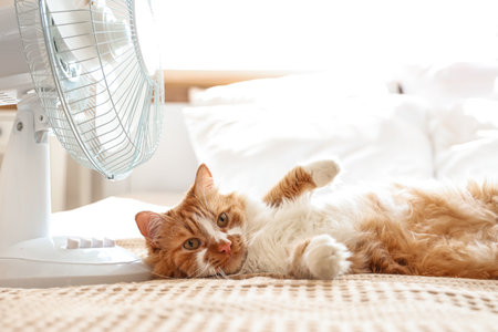 Funny cat and electric fan on bedの写真素材