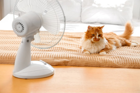 Funny cat and electric fan in bedroomの写真素材