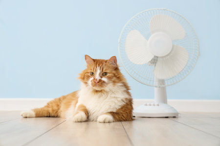 Funny cat and electric fan against light blue wallの写真素材