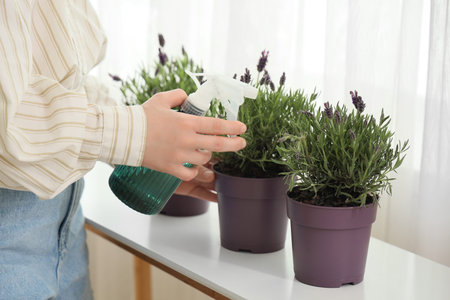 Young woman spraying water onto lavender flowers at home, closeupの写真素材
