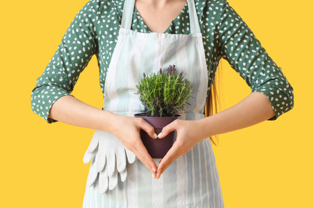 Young woman holding pot with lavender flowers and showing heart gesture on yellow background, closeupの写真素材